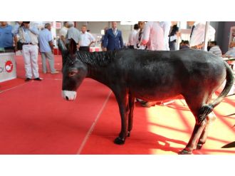 Merzifon eşeğinin genetik kimliği belirlenecek