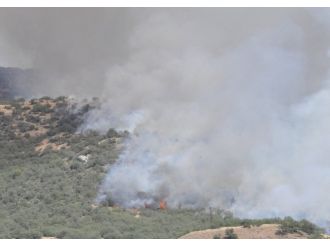 Tunceli’de orman yangınları
