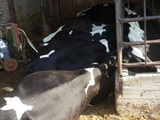 Elektrik kaçağı 18 ineği telef etti