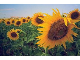 Ayçiçeği ön alım fiyatı açıklandı