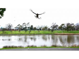 Şahin yılanı piknik yapan ailenin üzerine bıraktı