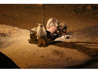 Ayıların karın doyurma mücadelesi