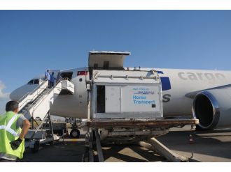 Milyon dolarlık atlar İstanbul’da