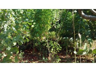 Kırklareli’de 220 bin kök Hint keneviri ele geçirildi