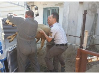 Hayvan hırsızlarına kurban operasyonu