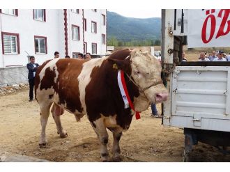 Otomobil fiyatına kurbanlık