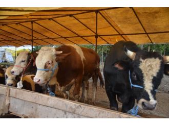 Bu kurban pazarında kurbanlıklar hediyeli