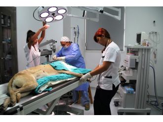 İlk kadın veteriner cerrahlar bir ilke imza atma peşinde