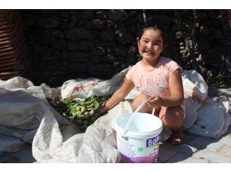 Cevizler mevsimi şaşırdı