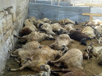 Kurtlar 68 kurbanlık koçu telef etti