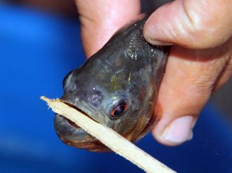 Adana’da pirana paniği !