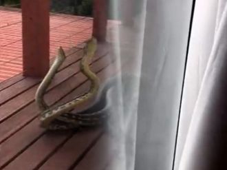 Verandada piton kavgası !