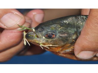 Piranalar insan eliyle göle bırakılmış