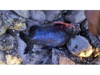 Bir  pirana vakası daha