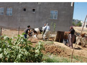 Kaçan dana saatler sonra yakalanabildi