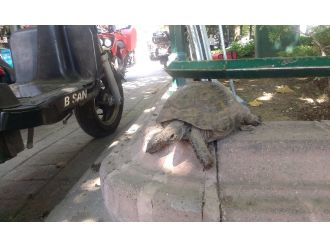 Şehrin maskotu oldu