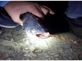 Baraj gölünde “pirana” paniği