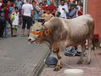 Kaçan boğalar şehri birbirine kattı