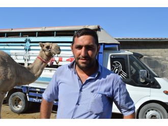 Kurbanlık deve ilgi odağı oldu