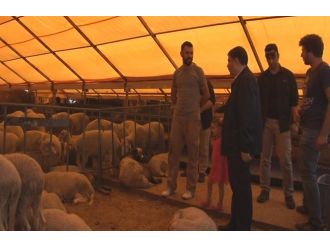 Vali Şahin, torunuyla birlikte hayvan pazarını gezdi