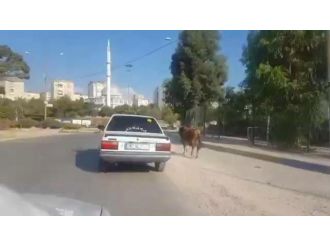 Kaçak boğa ortalığı birbirine kattı