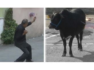 Kaçan danaya kareteli gözdağı