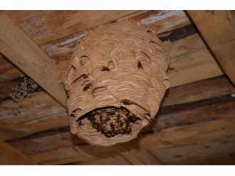 Dev eşek arısı kovanı görenleri şaşırttı