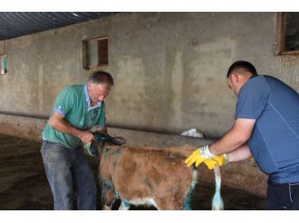 Aç kalan köpekler buzağılara saldırdı