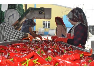 Hollanda, damak tadını Bursa’da buldu