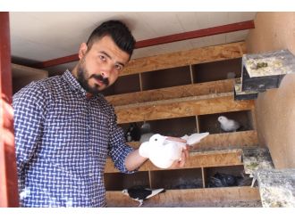 80 bin TL’lik güvercin hırsızlığı