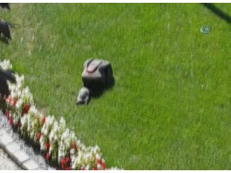 Hızlı ve öfkeli kaplumbağa