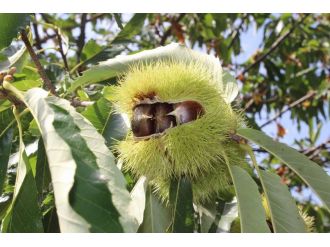 Katil arılar 20 bin ağacı kuruttu