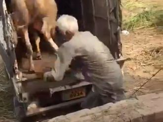 İnek tarafından tekmelenen adam oracıkta öldü