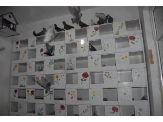 Türkiye’de bir ilk: Güvercinler için otel !