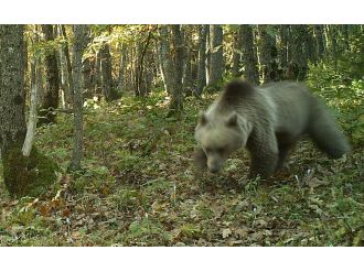 Artvin’de ayı saldırısı