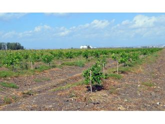 500 hükümlü, organik üretim yaparak cezalarını çekecek