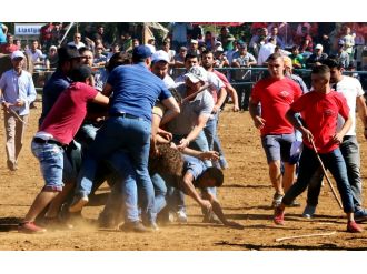 Boğalar ayrı, sahipleri ayrı güreşti