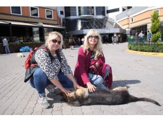 Sokak köpeğini bıçaklayarak öldüren profesör kayıplara karıştı
