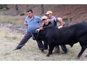 Bayramdan önce kaçan dana nihayet yakalandı