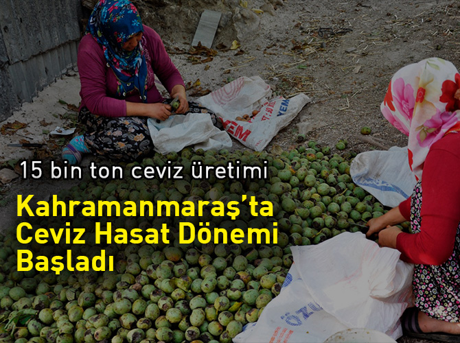 Kahramanmaraş’ta Ceviz Hasat Dönemi Başladı