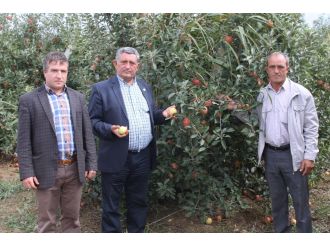 250 bin elma ağacı odun olacak