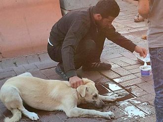 Zehirlenen sokak köpeğini böyle kurtardı