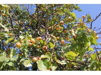 Eylülde meyve verdi