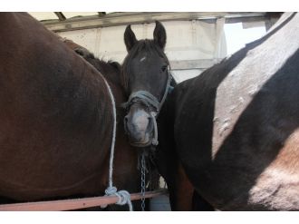 Durdurulan TIR’dan 35 at çıktı