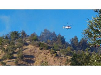 Çam ağaçları kül oldu