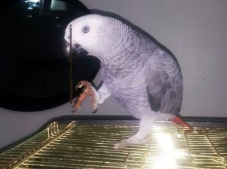 Bu papağanı bulanan ödül var