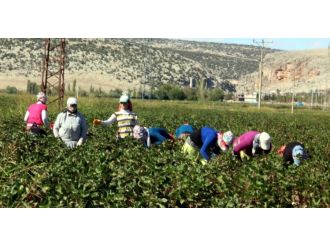 Okul yerine pamuk tarlasına gidiyorlar