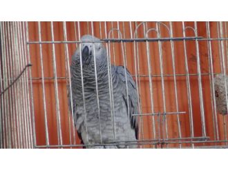 Böyle papağan görülmedi