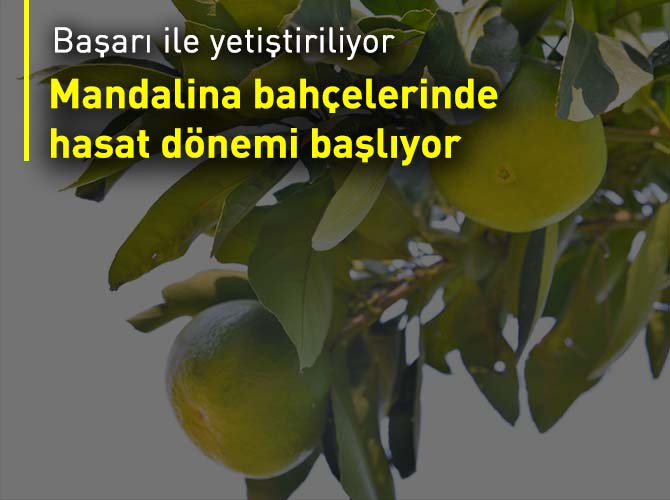 Mandalina bahçelerinde hasat dönemi başlıyor