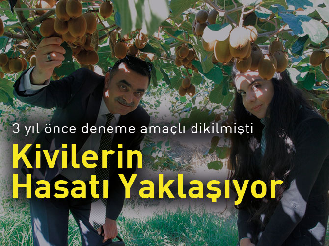 Kivilerimizde Hasat Yaklaşıyor